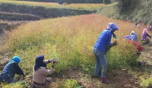 ���˹淶��ݪֲ����